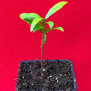 Cherry of the Rio Grande Live Plant – Tropical Fruit Tree – 2-4