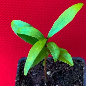 Cherry of the Rio Grande Live Plant – Tropical Fruit Tree – 2-4