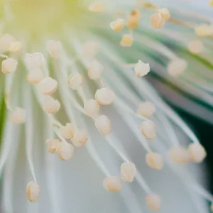 Cherry of the Rio Grande Live Plant – Tropical Fruit Tree – 2-4