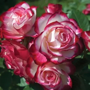 Cherry Parfait Grandiflora Rose Live Plant - Bicolor Red Flowers, 5-9 Inch Tall - Image 1