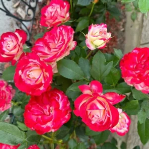 Cherry Parfait Grandiflora Rose Live Plant - Bicolor Red Flowers, 5-9 Inch Tall - Image 2