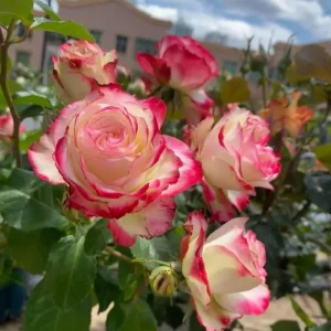 Cherry Parfait Grandiflora Rose Live Plant - Bicolor Red Flowers, 5-9 Inch Tall - Image 3