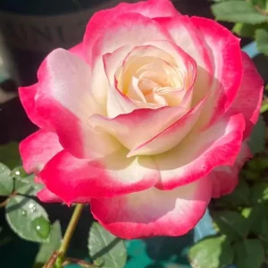 Cherry Parfait Grandiflora Rose Live Plant - Bicolor Red Flowers, 5-9 Inch Tall - Image 4