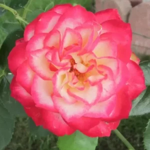 Cherry Parfait Grandiflora Rose Live Plant - Bicolor Red Flowers, 5-9 Inch Tall - Image 5