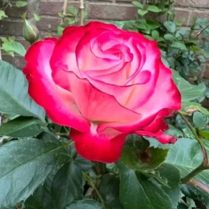 Cherry Parfait Grandiflora Rose Live Plant - Bicolor Red Flowers, 5-9 Inch Tall - Image 6