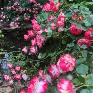 Cherry Parfait Grandiflora Rose Live Plant - Bicolor Red Flowers, 5-9 Inch Tall - Image 7