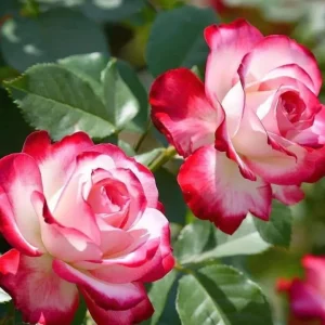 Cherry Parfait Grandiflora Rose Live Plant - Bicolor Red Flowers, 5-9 Inch Tall - Image 8