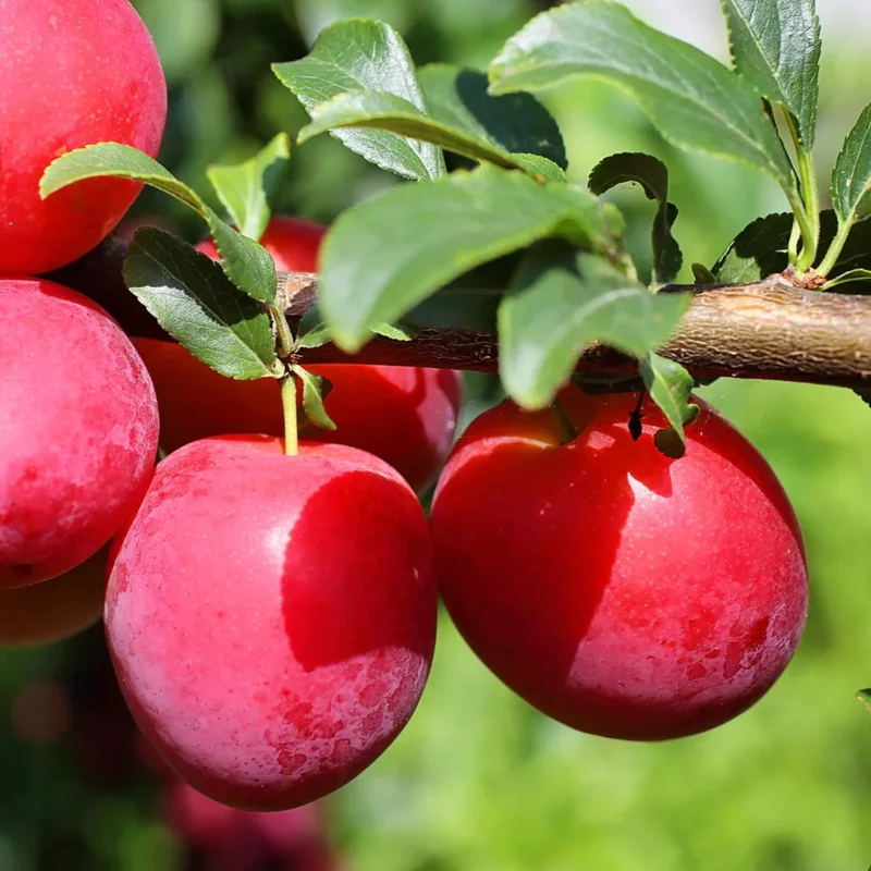 Cherry Plum Tree Live Plant 2-3 Feet Tall - Hardy Fruit Tree for Planting - Image 3