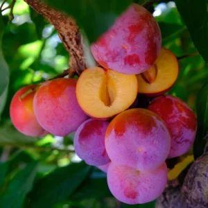 Cherry Plum Tree Live Plant 2-3 Feet Tall - Hardy Fruit Tree for Planting - Image 4