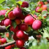 Cherry Plum Tree Live Plant 2-3 Feet Tall - Hardy Fruit Tree for Planting - Image 1