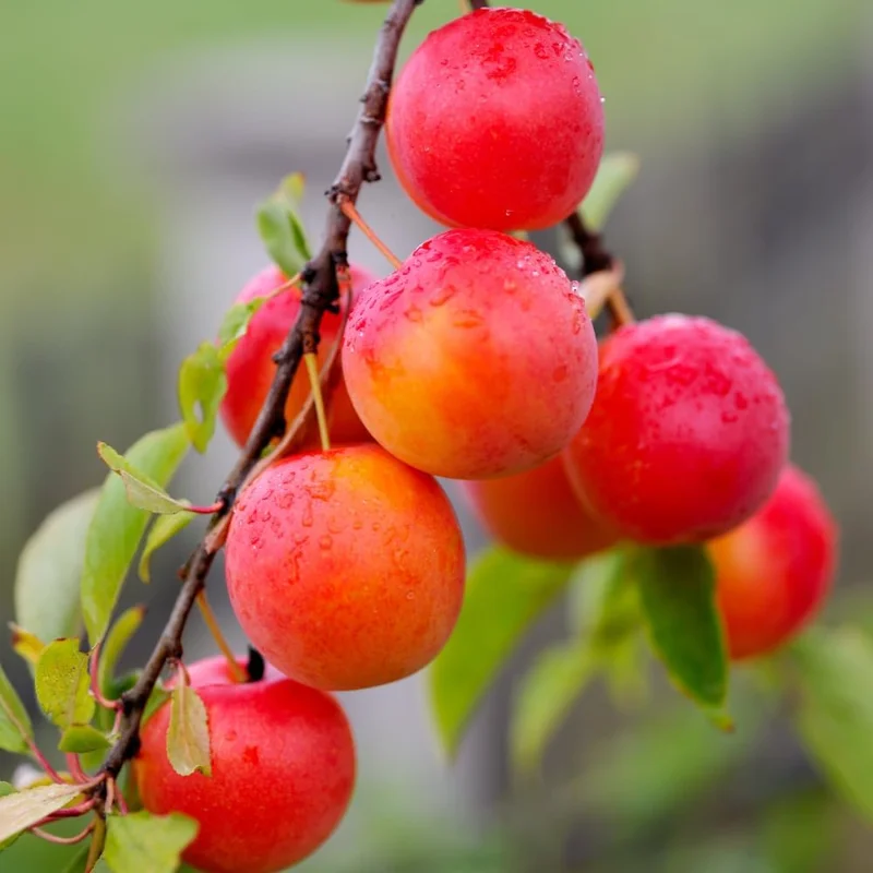 Cherry Plum Tree Live Plant - 2-3 ft Tall, Bare Root, Outdoor - Image 2