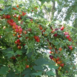 Cherry Plum Tree Live Plant - 2-3 ft Tall, Bare Root, Outdoor - Image 3