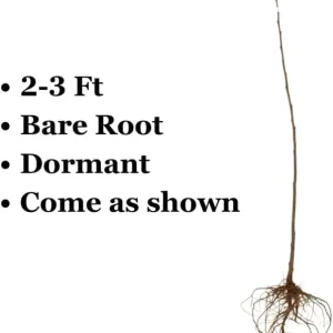 Cherry Plum Tree Live Plant - 2-3 ft Tall, Bare Root, Outdoor - Image 4