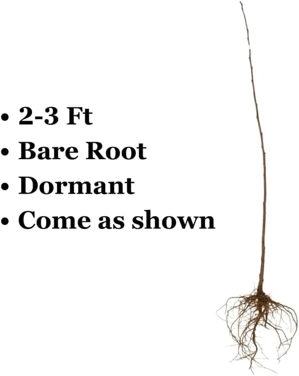 Cherry Plum Tree Live Plant - 2-3 ft Tall, Bare Root, Outdoor - Image 4