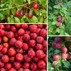 Cherry Plum Tree Live Plant - 2-3 ft Tall, Bare Root, Outdoor - Image 5