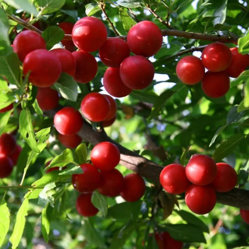 Cherry Plum Tree Live Plant - 2-3 ft Tall, Bare Root, Outdoor - Image 6