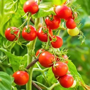 Cherry Tomato Live Plants - Sweet Red Tomatoes, 3-5 inches Tall, 3 Plants in Pot - Image 2