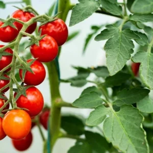 Cherry Tomato Live Plants - Sweet Red Tomatoes, 3-5 inches Tall, 3 Plants in Pot - Image 3