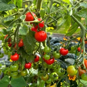 Cherry Tomato Live Plants - Sweet Red Tomatoes, 3-5 inches Tall, 3 Plants in Pot - Image 4