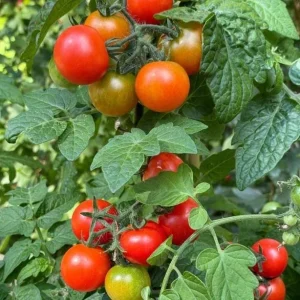 Cherry Tomato Live Plants - Sweet Red Tomatoes, 3-5 inches Tall, 3 Plants in Pot - Image 5