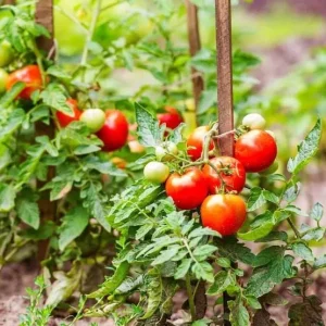 Cherry Tomato Live Plants - Sweet Red Tomatoes, 3-5 inches Tall, 3 Plants in Pot - Image 6