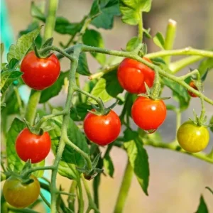 Cherry Tomato Live Plants - Sweet Red Tomatoes, 3-5 inches Tall, 3 Plants in Pot - Image 7