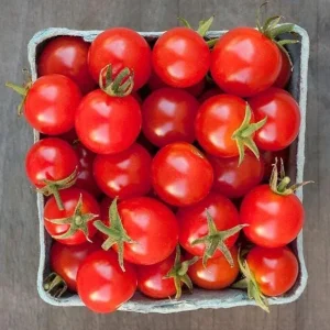 Cherry Tomato Live Plants - Sweet Red Tomatoes, 3-5 inches Tall, 3 Plants in Pot - Image 8