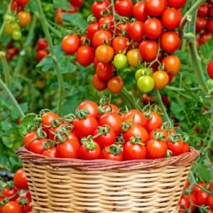 Cherry Tomato Live Plants - Sweet Red Tomatoes, 3-5 inches Tall, 3 Plants in Pot - Image 1