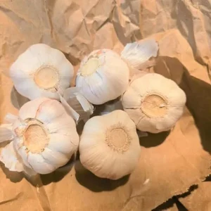 Chesnok Red Garlic Bulbs for Planting, Heirloom, 0.5 Pound (4-5 Jumbo Bulbs) - Image 1