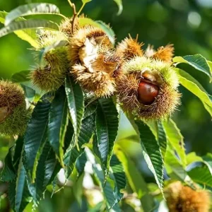 Chestnut Tree Bare Roots - 2 Live Dormant Hardy Nut Trees, 2-3 ft Tall, Outdoor - Image 6