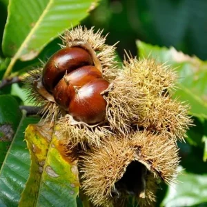 Chestnut Tree Live Plant 1.5-2 ft Tall - Fast Growing Nut Tree for Outdoors - Image 2
