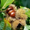 Chestnut Tree Live Plant 1.5-2 ft Tall - Fast Growing Nut Tree for Outdoors - Image 1