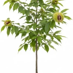 Chestnut Tree Live Plant, 2 Feet Tall, 1 Year Old, Hardy, Outdoor - Image 4