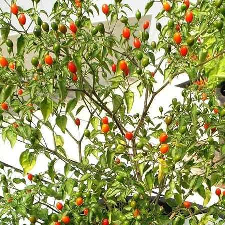 Chiltepin Pepper Plants - Live Seedlings, Set of 2, 4-8 Inch Tall, Outdoor Hot Pepper - Image 5