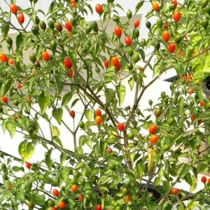 Chiltepin Pepper Plants - Live Seedlings, Set of 2, 4-8 Inch Tall, Outdoor Hot Pepper - Image 7