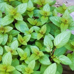Chocolate Mint Live Plant - 3 Herb Plants, 4-6 Inches Tall, Fragrant Perennial - Image 3