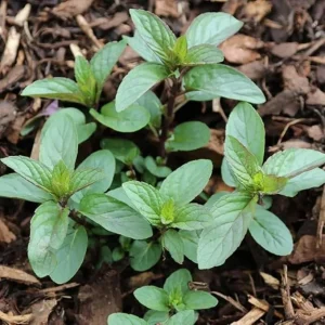 Chocolate Mint Live Plant Set - 4 Starter Herbs, 4-7 inch Tall, Bare Root - Image 4