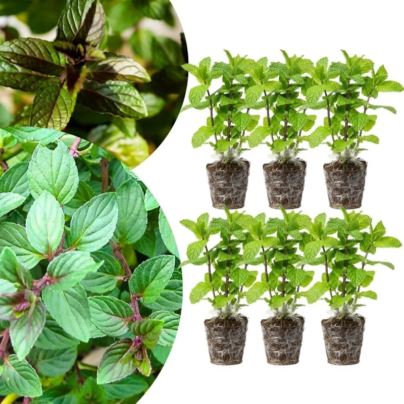 Chocolate Mint Live Plants, 6 Pack, Culinary Herb, 4-6 Inch Tall, Well-Rooted - Image 1