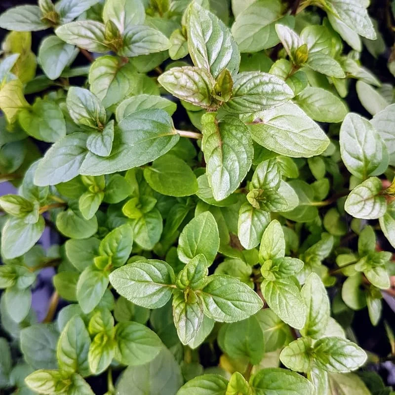 Chocolate Mint Live Plants, 6 Pack, Culinary Herb, 4-6 Inch Tall, Well-Rooted - Image 3