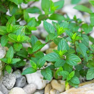 Chocolate Mint Live Plants, 6 Pack, Culinary Herb, 4-6 Inch Tall, Well-Rooted - Image 4