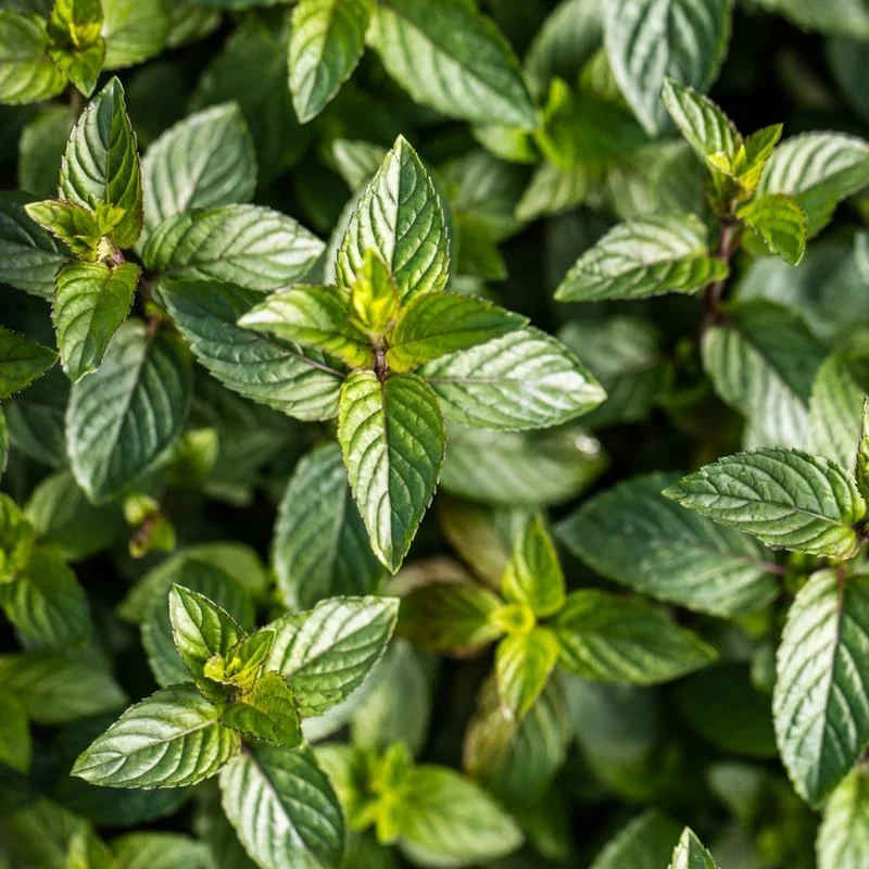 Chocolate Mint Live Plants, 6 Pack, Culinary Herb, 4-6 Inch Tall, Well-Rooted - Image 5