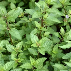 Chocolate Mint Live Plants, 6 Pack, Culinary Herb, 4-6 Inch Tall, Well-Rooted - Image 7