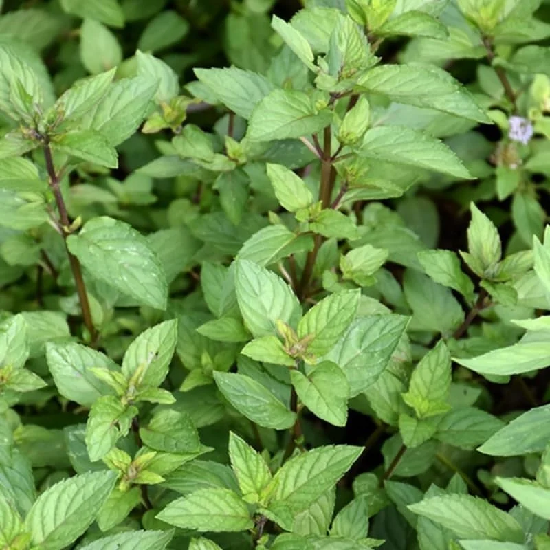 Chocolate Mint Live Plants, 6 Pack, Culinary Herb, 4-6 Inch Tall, Well-Rooted - Image 7