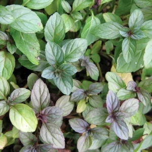 Chocolate Mint Live Plants, 6 Pack, Culinary Herb, 4-6 Inch Tall, Well-Rooted - Image 8