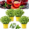 Chocolate Mint Live Plants - Set of 4, 4-7" Tall, Zones 3-11, Culinary Herb - Image 1