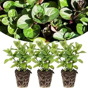 Chocolate Mint Plants Live - Set of 3 Herbs, 4-6