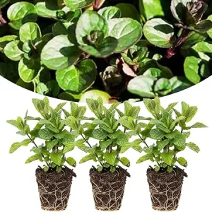 Chocolate Mint Plants Live - Set of 3 Herbs, 4-6