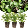 Chocolate Mint Plants Live - Set of 3 Herbs, 4-6" Tall, Indoor/Outdoor - Image 1