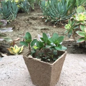 Chocolate Peppermint or Spearmint Live Plant - Fragrant Edible Herb, 2-8 Inch Rooted or Vine Starter - Image 2