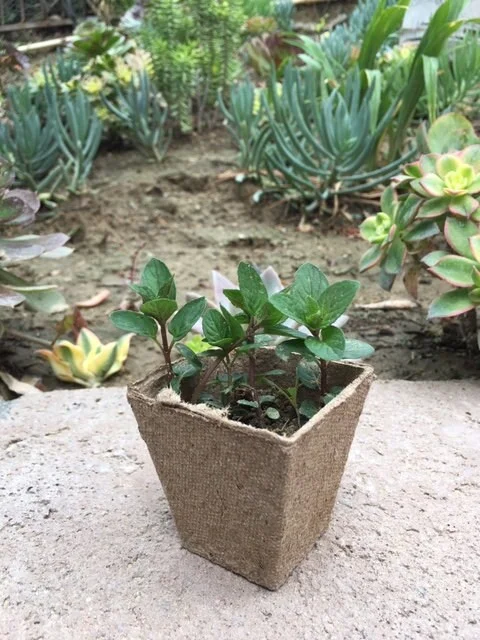 Chocolate Peppermint or Spearmint Live Plant - Fragrant Edible Herb, 2-8 Inch Rooted or Vine Starter - Image 2